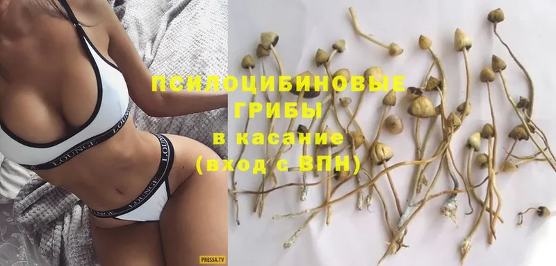 Псилоцибиновые грибы Psilocybe  МЕГА зеркало  Ужур  где продают  